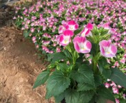 不同種類(lèi)花卉對(duì)肥料的需求有哪些差異？