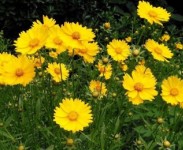 宿根花卉品種特色有哪些？