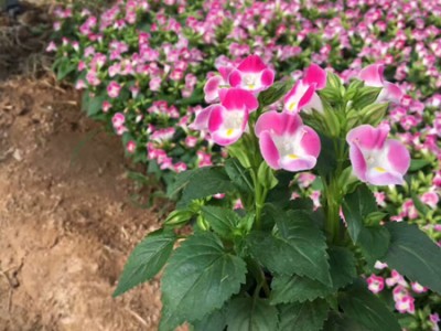 不同種類花卉對肥料的需求有哪些差異？