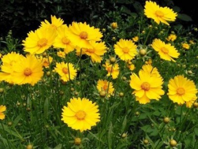 宿根花卉品種特色有哪些？