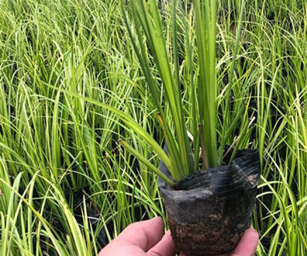 金線(xiàn)石菖蒲